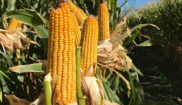 CULTIVOS DE COBERTURA EN SECUENCIAS CON MAÍZ