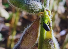 Picudo negro: confirman el avance del insecto en cultivos de soja