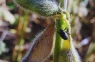 Picudo negro: confirman el avance del insecto en cultivos de soja
