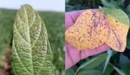 Soja: las enfermedades que ponen en riesgo hasta un 30% del rinde en zonas clave