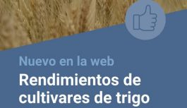 Rendimientos de cultivares de trigo en INTA Manfredi durante la campaña 2025