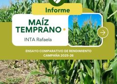 Informe Maíz Temprano – Campaña 2025/26