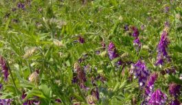 EFECTO VICIA VILLOSA EN EL APORTE DE NITRÓGENO AL SUELO Y RENDIMIENTO DE SOJA BAJO SECANO EFECTO VICIA VILLOSA EN EL APORTE DE NITRÓGENO AL SUELO Y RENDIMIENTO DE SOJA BAJO SECANO