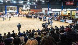 Angus vuelve a desfilar por La Rural de Palermo