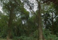 Curso de Actualización en el Área Forestal 2026 en la FCA UNC