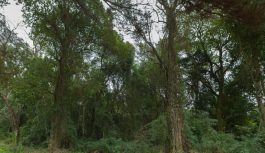 Curso de Actualización en el Área Forestal 2026 en la FCA UNC