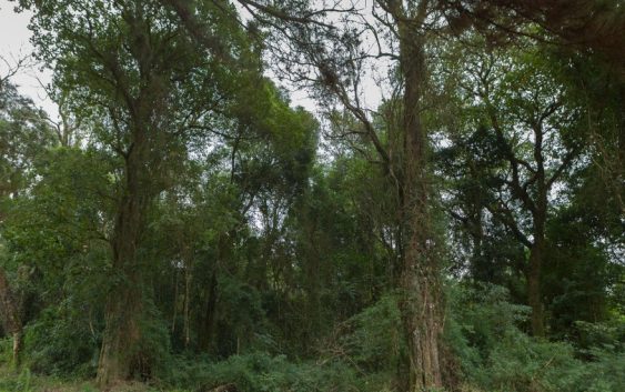 Curso de Actualización en el Área Forestal 2026 en la FCA UNC