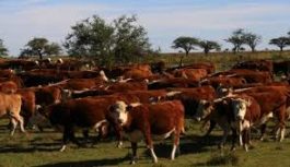 Seminario Ganadería y ambiente: oportunidades para el NEA