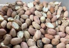 Ensayos con cultivos de cobertura post maní