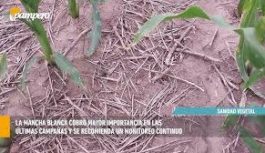 Sur de Córdoba: siembras tempranas con mejor sanidad