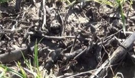 Efecto del agregado de compost y yeso sobre las propiedades químicas de un suelo sódico