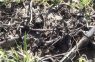Efecto del agregado de compost y yeso sobre las propiedades químicas de un suelo sódico