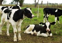 Crianza y reposición en foco: estrategias y herramientas para maximizar litros en el tambo