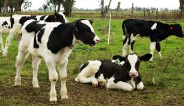 Crianza y reposición en foco: estrategias y herramientas para maximizar litros en el tambo