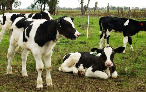 Crianza y reposición en foco: estrategias y herramientas para maximizar litros en el tambo