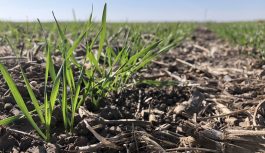 Entre el clima a favor y los números en contra: la primera proyección de siembra de trigo marca una caída