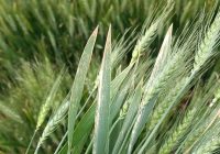 Incentivos y preocupaciones ante el nuevo año triguero