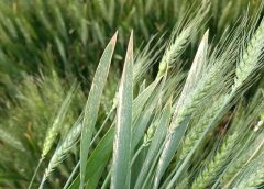 Incentivos y preocupaciones ante el nuevo año triguero