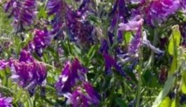 EFECTO DE LA APLICACIÓN DE DIFERENTES ENMIENDAS SOBRE LA PRODUCCIÓN DE TRIGO Y VICIA VILLOSA EN UN SUELO SÓDICO