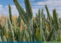 EVALUACIÓN DE CULTIVARES DE TRIGO FIDEO EN INTA EEA MARCOS JUÁREZ DURANTE EL AÑO 2025.