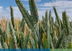 EVALUACIÓN DE CULTIVARES DE TRIGO FIDEO EN INTA EEA MARCOS JUÁREZ DURANTE EL AÑO 2025.