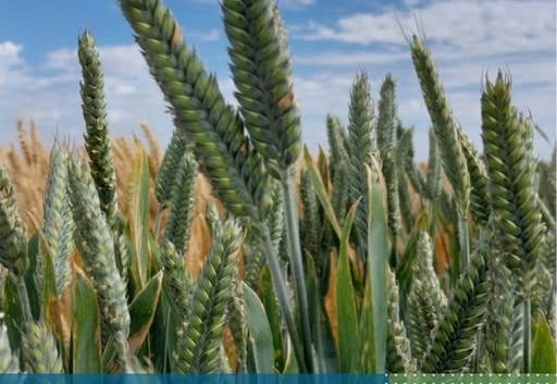EVALUACIÓN DE CULTIVARES DE TRIGO FIDEO EN INTA EEA MARCOS JUÁREZ DURANTE EL AÑO 2025.