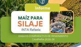 ¿Qué híbridos de maíz mostraron mejor desempeño para silaje en Rafaela?