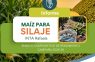 ¿Qué híbridos de maíz mostraron mejor desempeño para silaje en Rafaela?