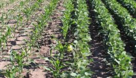 Caracterización del microbioma del suelo en sistemas agrícolas intensificados de Córdoba Caracterización del microbioma del suelo en sistemas agrícolas intensificados de Córdoba