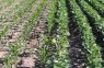 Caracterización del microbioma del suelo en sistemas agrícolas intensificados de Córdoba