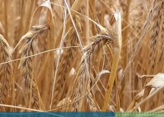 EVALUACIÓN DE CULTIVARES DE CEBADA CERVECERA EN INTA MARCOS JUÁREZ DURANTE LA CAMPAÑA 2025.