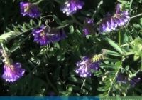 BANCO DE SEMILLAS Y POBLACIÓN DE MALEZAS ESTIVALES EN CULTIVO DE SERVICIO (VICIA VILLOSA)