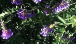 BANCO DE SEMILLAS Y POBLACIÓN DE MALEZAS ESTIVALES EN CULTIVO DE SERVICIO (VICIA VILLOSA)