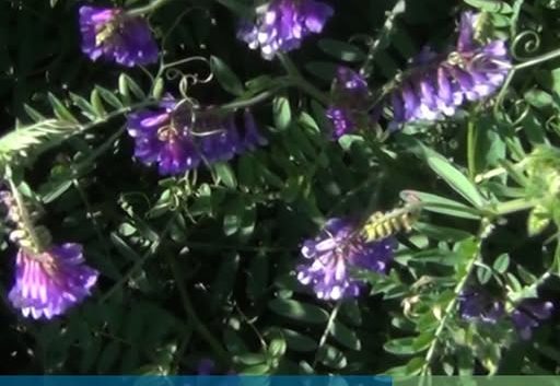 BANCO DE SEMILLAS Y POBLACIÓN DE MALEZAS ESTIVALES EN CULTIVO DE SERVICIO (VICIA VILLOSA)