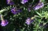 BANCO DE SEMILLAS Y POBLACIÓN DE MALEZAS ESTIVALES EN CULTIVO DE SERVICIO (VICIA VILLOSA)