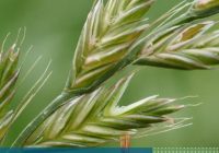 USO DE HERBICIDAS RESIDUALES PARA EL CONTROL DE RAIGRÁS EN EL CULTIVO DE TRIGO