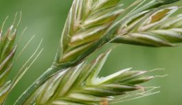 USO DE HERBICIDAS RESIDUALES PARA EL CONTROL DE RAIGRÁS EN EL CULTIVO DE TRIGO