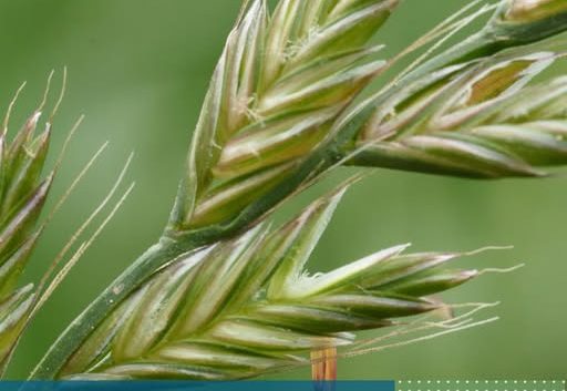 USO DE HERBICIDAS RESIDUALES PARA EL CONTROL DE RAIGRÁS EN EL CULTIVO DE TRIGO