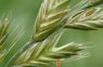 USO DE HERBICIDAS RESIDUALES PARA EL CONTROL DE RAIGRÁS EN EL CULTIVO DE TRIGO