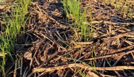 EVALUACIÓN DE GENOTIPOS DE RAIGRÁS PARA PRODUCCIÓN DE FORRAJE EN INTA EEA MARCOS JUÁREZ DURANTE 2025 EVALUACIÓN DE GENOTIPOS DE RAIGRÁS PARA PRODUCCIÓN DE FORRAJE EN INTA EEA MARCOS JUÁREZ DURANTE 2025