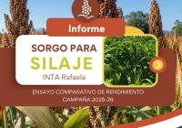 ¿Qué híbridos de sorgo silero se destacaron esta campaña? ¿Qué híbridos de sorgo silero se destacaron esta campaña?