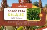 ¿Qué híbridos de sorgo silero se destacaron esta campaña?