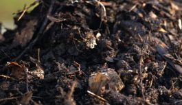 ANÁLISIS ESPACIAL DE LAS CONTRIBUCIONES DE ESTIÉRCOLES GANADEROS AL BALANCE DE NUTRIENTES EN SISTEMAS AGRÍCOLAS DE ARGENTINA ANÁLISIS ESPACIAL DE LAS CONTRIBUCIONES DE ESTIÉRCOLES GANADEROS AL BALANCE DE NUTRIENTES EN SISTEMAS AGRÍCOLAS DE ARGENTINA