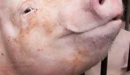 CIRCULACIÓN DE AGENTES ASOCIADOS AL COMPLEJO PORCINO EN GRANJAS CON INFECCIÓN ENDEMICA EN ARGENTINA CIRCULACIÓN DE AGENTES ASOCIADOS AL COMPLEJO PORCINO EN GRANJAS CON INFECCIÓN ENDEMICA EN ARGENTINA