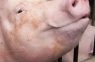 CIRCULACIÓN DE AGENTES ASOCIADOS AL COMPLEJO PORCINO EN GRANJAS CON INFECCIÓN ENDEMICA EN ARGENTINA