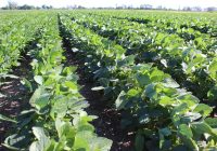 Charla virtual – Soja & “El niño”: estrategias agronómicas basadas en información agroclimática Charla virtual – Soja & “El niño”: estrategias agronómicas basadas en información agroclimática