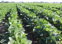 Charla virtual – Soja & “El niño”: estrategias agronómicas basadas en información agroclimática