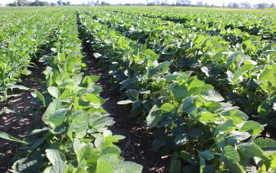 Charla virtual – Soja & “El niño”: estrategias agronómicas basadas en información agroclimática