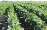 Charla virtual – Soja & “El niño”: estrategias agronómicas basadas en información agroclimática