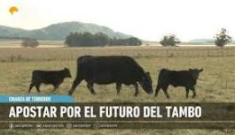 Apostar por el futuro del tambo